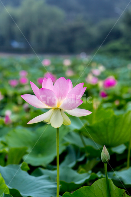 연꽃,연잎,자연,습지,청초,순결,식물,자연,plants,nature,꽃,flower