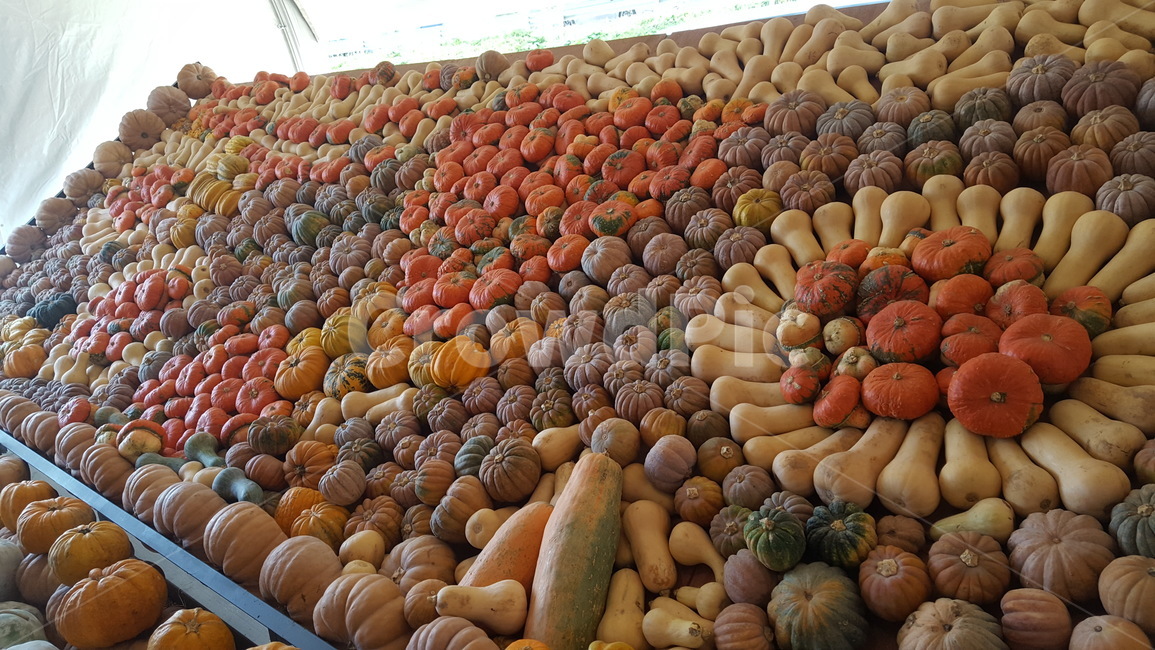 호박,pumpkin,식물,plant,가을,봄,영국마트,신선,mart,애호박,음식