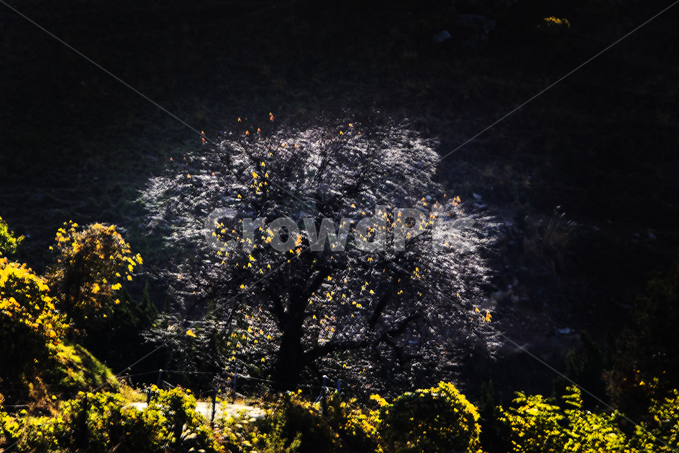 가을,가을빛,가을나무,단풍,그리움,식물,자연,plants,nature,나무,trees,wood