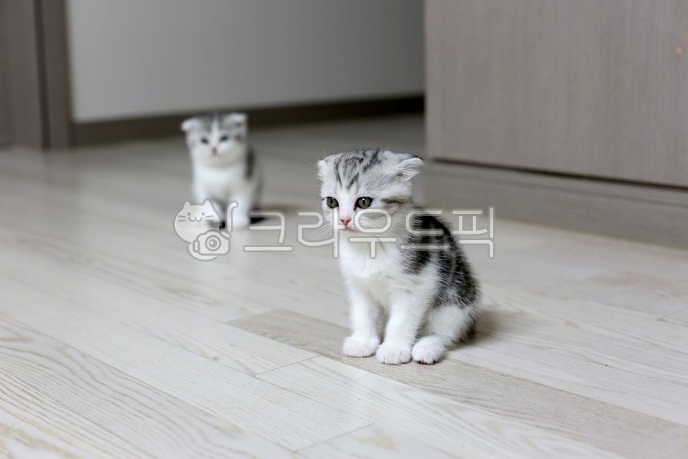 고양이새끼,cat,고양이,반려묘,아기고양이,집고양이,wood,목재,flooring,hardwood,견목,floor,바닥,kitten,고양이새끼,animal,동물,mammal,포유류,pet,애완동물,형제,자매,남매,형동생,친구들,고양이들