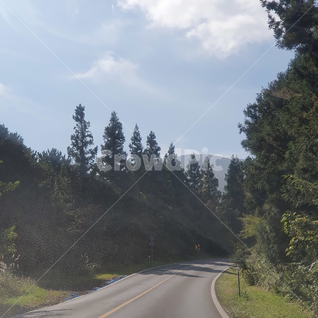 road,도로,highway,고속도로,freeway,abies,아비,tree,나무,plant,식물,fir,전나무