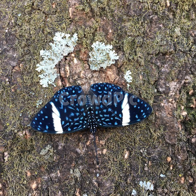 야생,무늬,나비,나무,지의류,자연,파랑,검정,흰색,wildlife,pattern,butterfly,tree,linchen,nature,blue,black,white,곤충,벌레,insect,bug