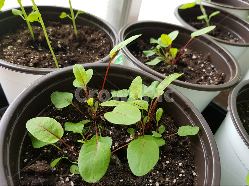 허브,소렐,화분,베란다정원,herb,식물,자연,plants,nature,실내용화초,화분,화초,house plant