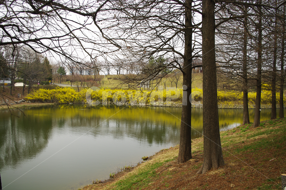 나무,공원,식물,plant,봄,spring,계절,호수,봄,계절,spring,season,자연,풍경,nature,landscape,water,물,tree,tree trunk,나무 줄기