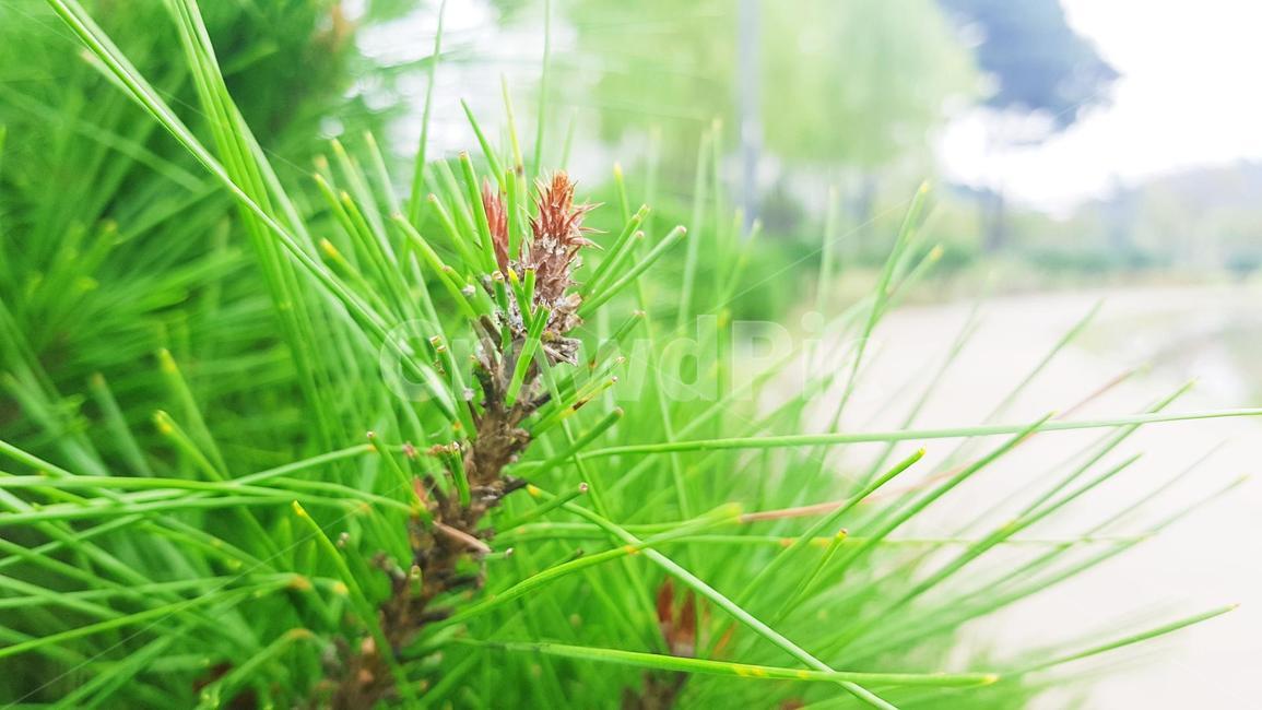 구과식물,식물,tree,plant,솔잎,conifer,식물,자연,plants,nature