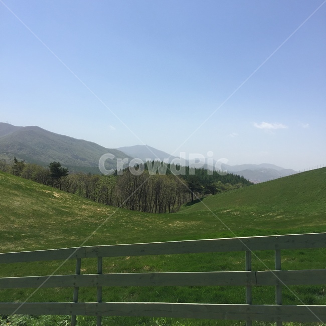 강원도,대관령,양떼목장,자연,양,풍경,자연,풍경,nature,landscape,grassland,목초지,field,들,outdoors,옥외,mound,투수판