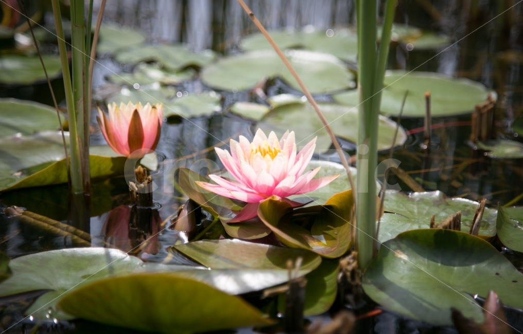 꽃,연못,연꽃,풍경,한국,감성,전통,식물,자연,plants,nature,꽃,flower