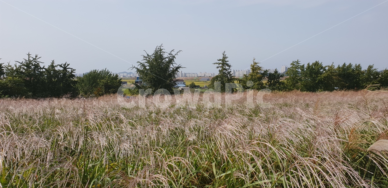억새밭,억새,가을,억새밭길,풀밭,가을,계절,fall,autumn,season,자연,풍경,nature,landscape,tree,나무,plant,식물,grass,잔디,fir,전나무