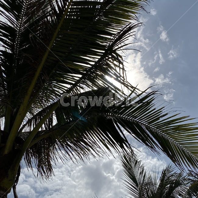 야자수,휴양지,베트남,코코넛,나무,야자수나무,식물,plant,tree,palmtree,코코넛나무,arecaceae,정방형,바닷가