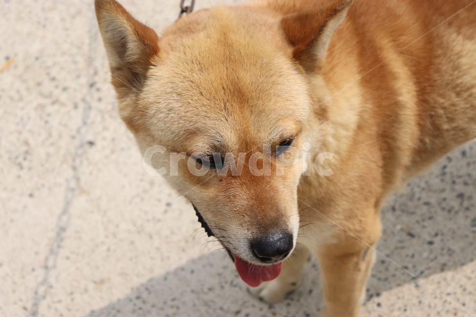 강아지,개,애완동물,동물,귀여움,깜찍함,사랑,행복,기쁨,힐링