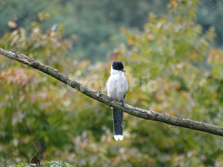 black head,forest,white fur,birds,down,avian,mountain,bird front,white,Magpie,grass,bird,white belly,long tail,cooperation,sky,green,nature,yellow green,tree,clear,black beak,cooperative breeding,korea,light blue,animal,front,on tree