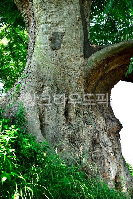 느티나무,보호수,노거수,나무,천연기념물