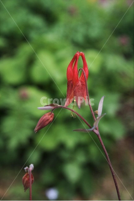 애기매발톱,미나리아재비과,여러해살이풀,원예종,식물,식물,자연,plants,nature,꽃,flower
