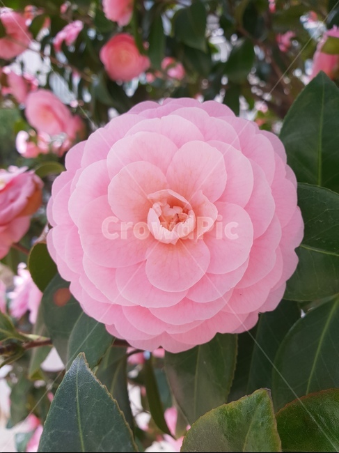 동백,flower,동백꽃,pink,봄