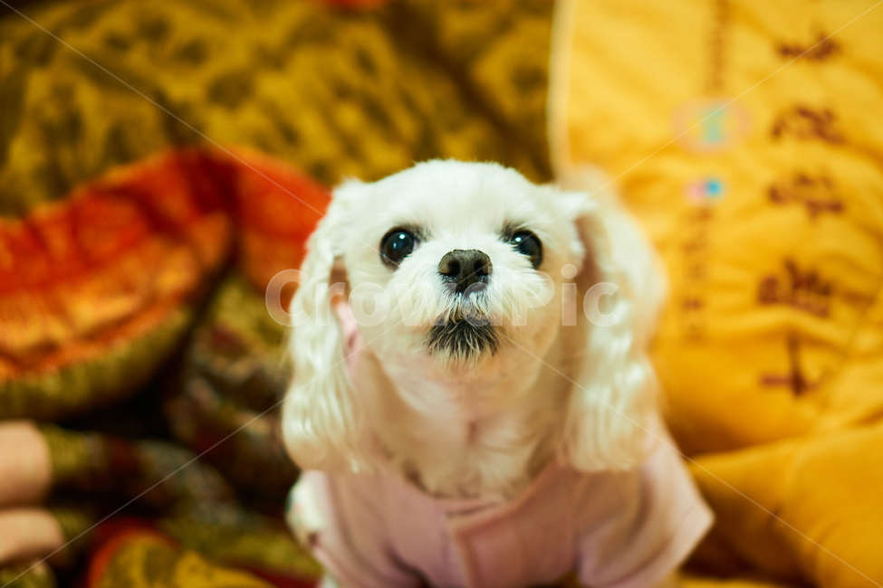개,강아지,말티즈,마르티스,동물,댕댕이,애니멀,animal,말티스,마르티즈,pet,dog,nature,자연,동물보호,동물,animal,포유류,mammal,개,강아지,dog,doggy