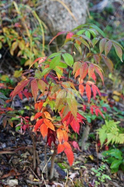 가을,자연,식물,단풍,nature,fall,autumn,green,가을,계절,fall,autumn,season,plant,leaf,잎,tree,나무