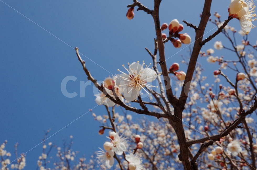 매화,흰색,꽃,봄,나무,야외,파란,하늘,한국,봄,계절,spring,season,식물,자연,plants,nature,꽃,flower,plant