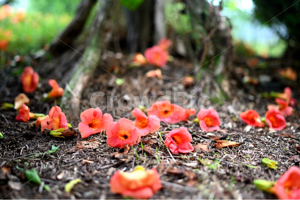 능소화,낙화,꽃,물향기수목원,쓸쓸함,아웃포커싱,chinesetrumpetvine,fallingflower,flower,arboretum,lonly,background