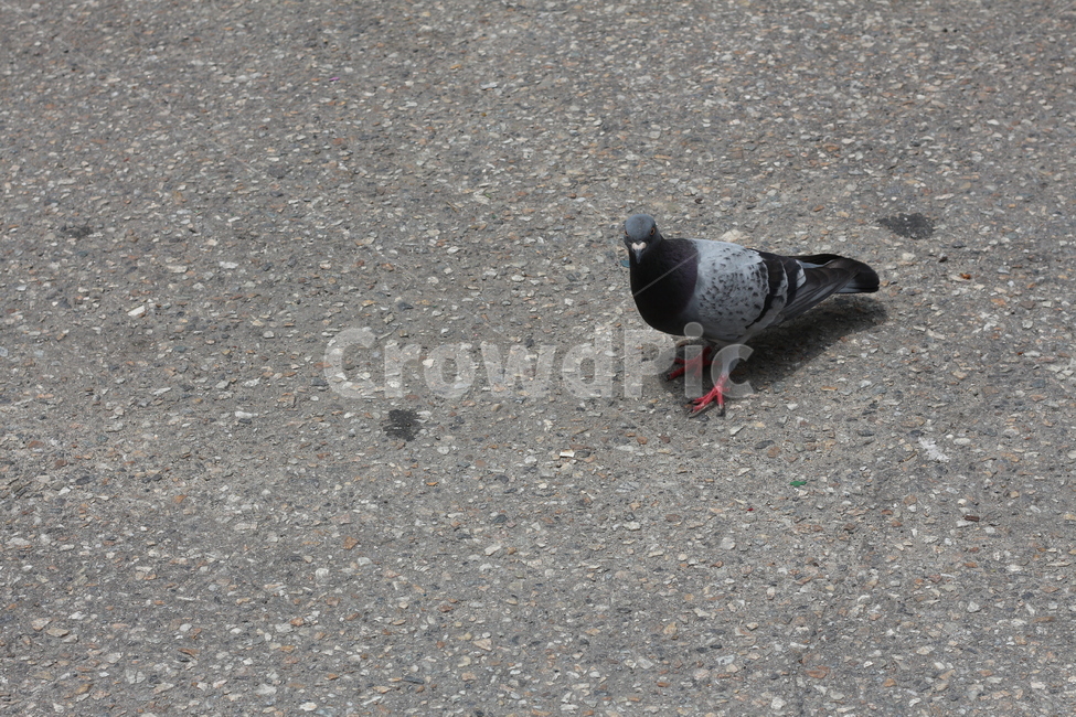 비둘기,도시,콘크리트,동물,새,동물,animal,조류,새,birds