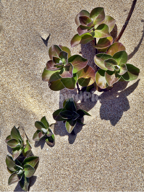 흑법사,다육식물,다육이,동형다육식물,모래사장,식물,식물,자연,plants,nature
