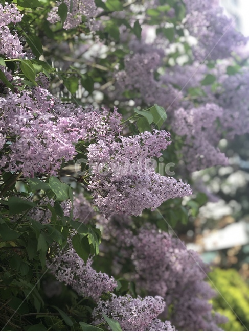 자연,식물,꽃,향기,라일락,햇살,봄,봄꽃,꽃나무,보라색,연보라,nature,plant,blossom,flower,spring,sunshine,lilac,purple,식물,자연,plants,nature,꽃,flower