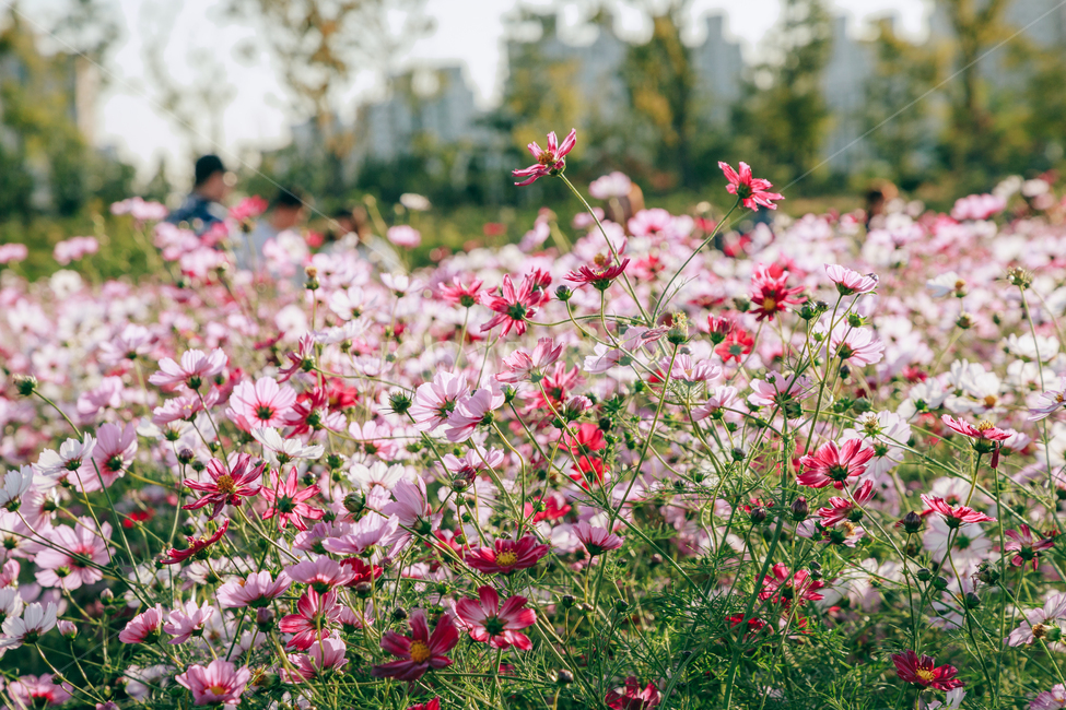 코스모스,꽃,자연,식물,가을,아름다운,commoncosmos,가을,계절,fall,autumn,season,식물,자연,plants,nature,꽃,flower,plant,blossom,geranium,제라늄