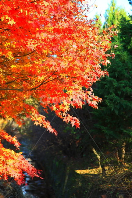 가을,단풍,낙엽,붉은,단풍잎,가을,계절,fall,autumn,season,leaf,잎,plant,식물,tree,나무,maple