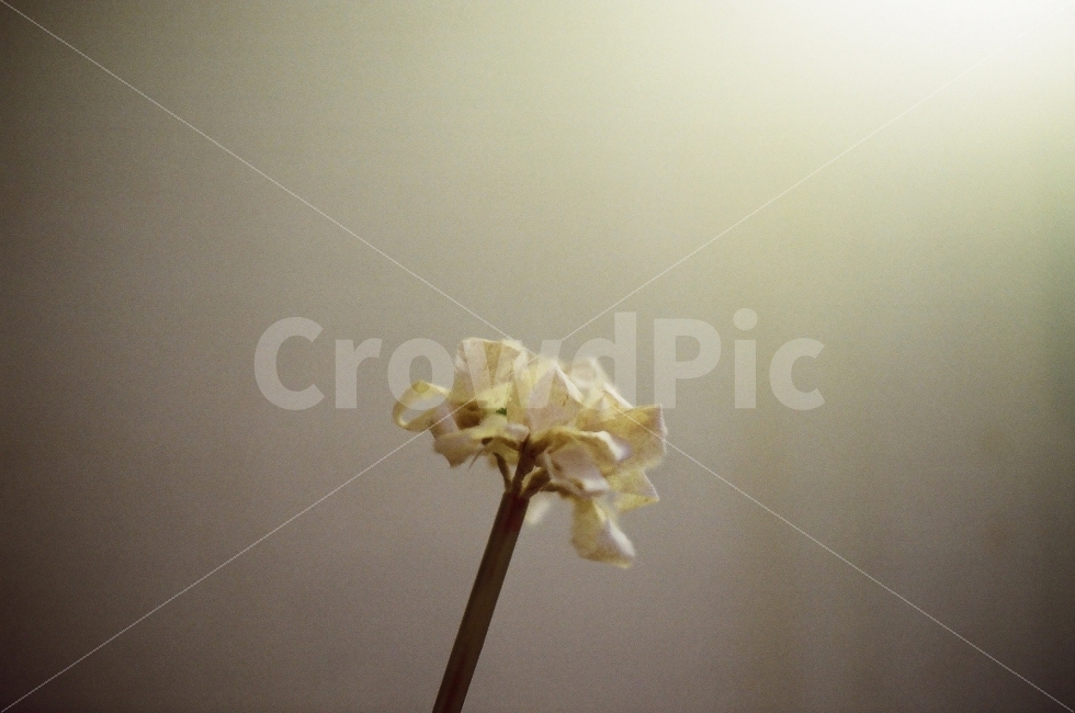 꽃,카페,빛,필름사진,필름카메라,휴식,힐링,rest,relaxation,healing,식물,자연,plants,nature,꽃,flower,감성,sensible,feeling