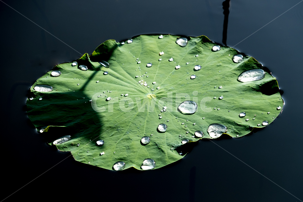 연꽃,연잎,이슬,물방울,연못,식물,자연,plants,nature