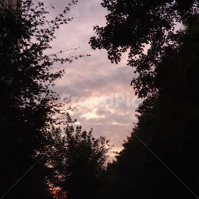 silhouette,실루엣,자연,nature,구름,sky,clouds,purplesky,그림자