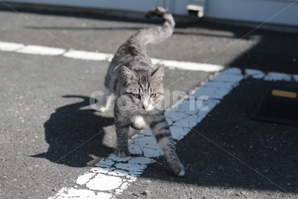 고양이,캣,야옹이,냥이,길고양이,동물,animal,포유류,mammal,고양이,cat,kitten,kitty