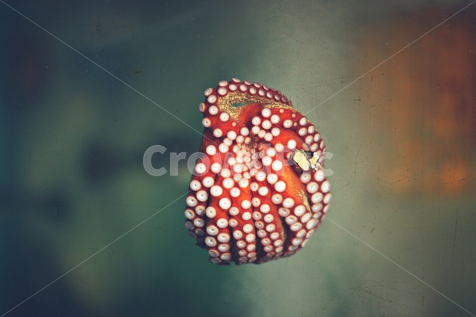 문어,해산물,바다생물,octopus,sea