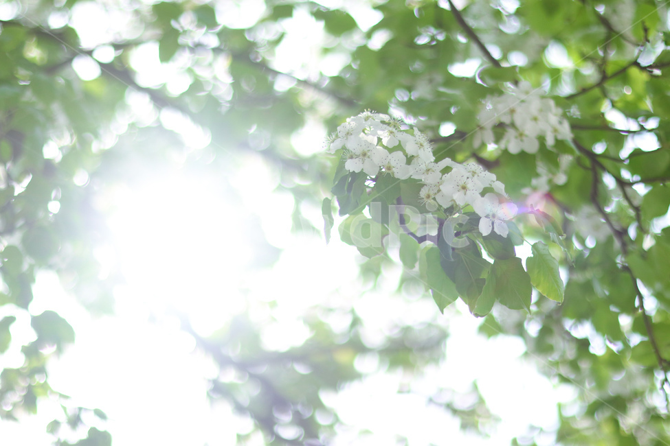 봄,꽃,나무,싱그러움,파릇파릇,봄,계절,spring,season,식물,자연,plants,nature,꽃,flower,휴식,힐링,rest,relaxation,healing,plant