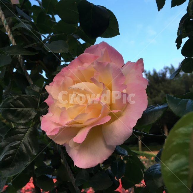 장미,화단,하늘색,초록색,rose
