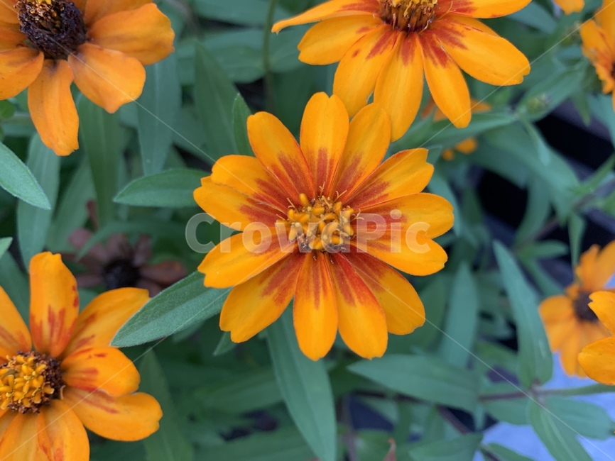 plant,식물,주황꽃,가을꽃,꽃,flower,식물,자연,plants,nature,꽃,flower
