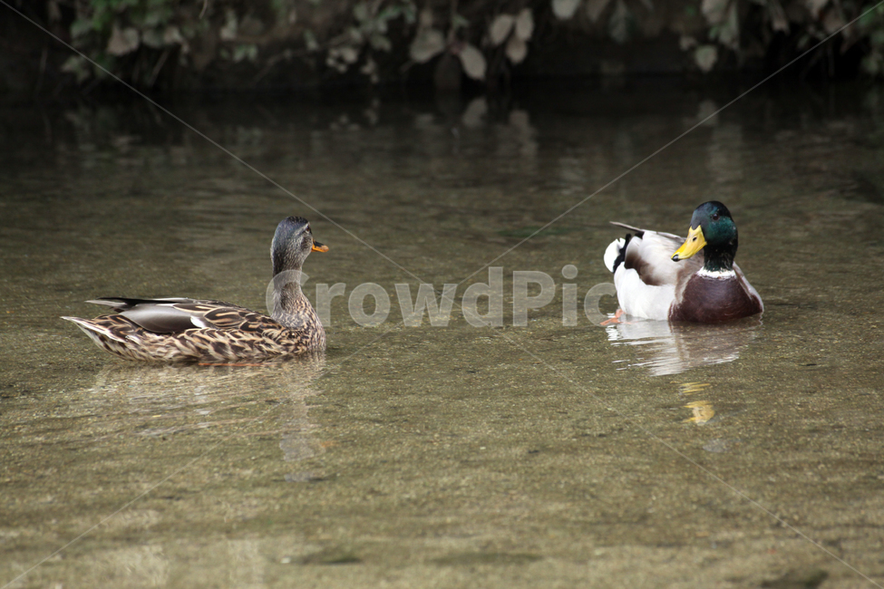 waterfowl,bird,새,animal,동물,청둥오리,물새,오리,duck,한쌍,쌍,mallard,동물,animal,조류,새,birds
