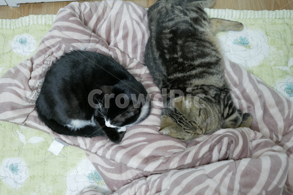 고양이,동물,반려동물,애완동물,cat,pet,동물,animal,포유류,mammal,고양이,cat,kitten,kitty