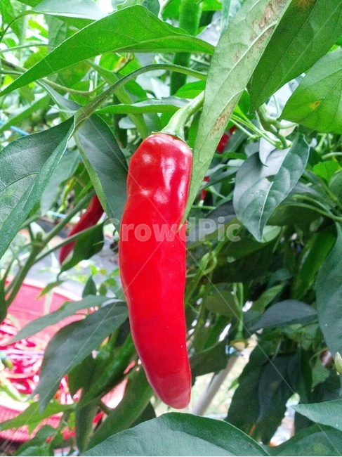 자연,농사,고추,빨강,초록,음식,식재료,요리,food,cook,meal,dishes,food reserves,채소,야채,vegetables