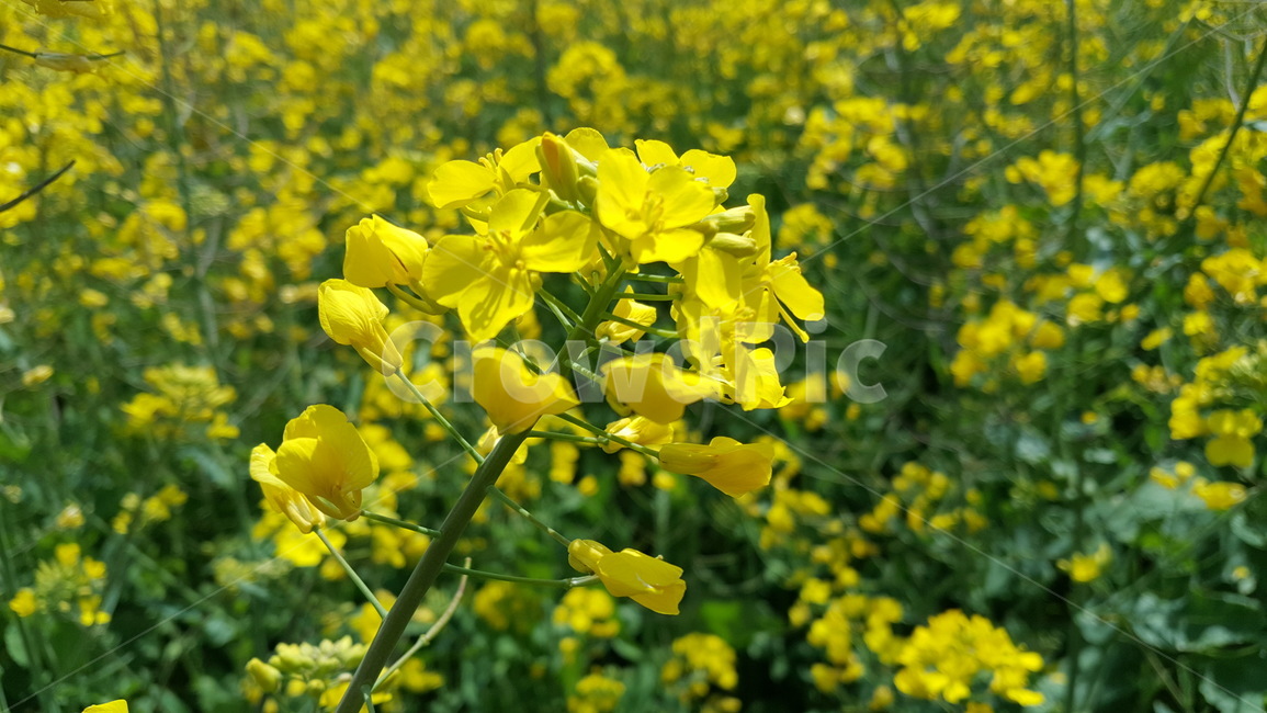 유채꽃,outdoors,옥외,nature,자연,farm,식물,plant
