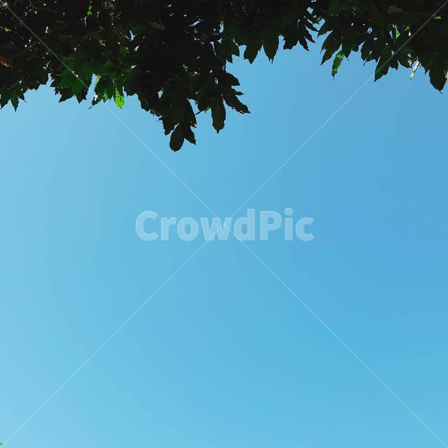 여름,햇살,하늘,나뭇잎,색감,싱그러움,푸른,풀잎,맑음,summer,leaf,sky,greenary,sunshine,fresh,엽서사진,카드,정사각형사진,자연,풍경,nature,landscape