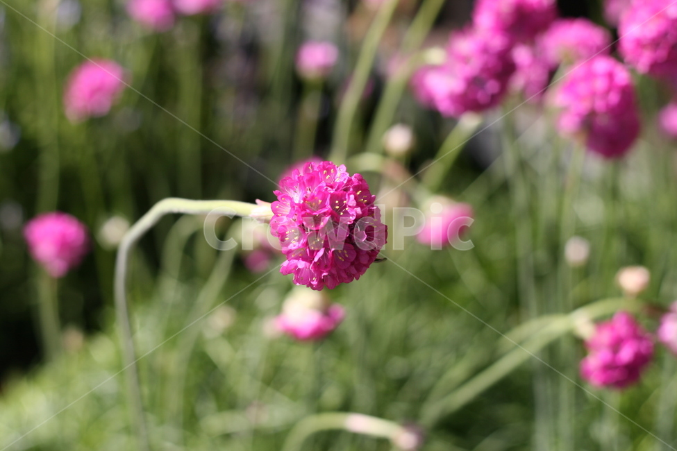 꽃,정원,식물,꽃밭,분홍꽃,flower,garden,pinkflower,cuteflower,식물,자연,plants,nature,꽃,flower