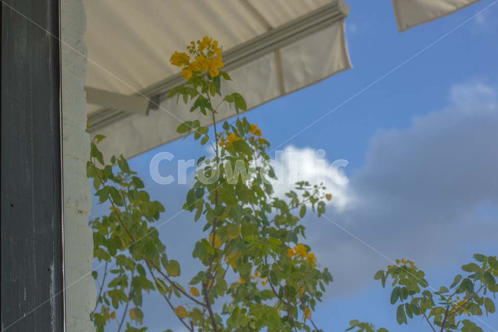 porch,현관,outdoors,옥외,patio,안마당,따뜻함,식물,plant,nature,식물,자연,plants,nature