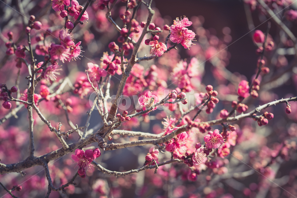 매화,홍매화,통도사,절,봄,봄꽃,봄,계절,spring,season,식물,자연,plants,nature,꽃,flower,plant,blossom