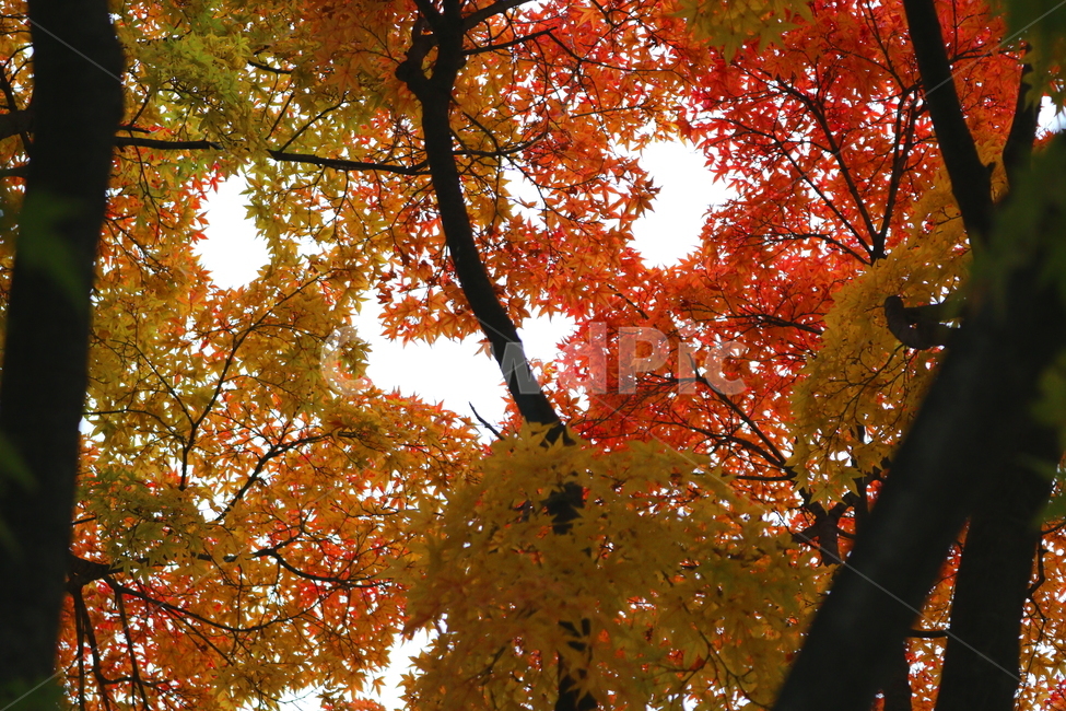 나무,단풍,단풍나무,식물,가을,자연,가을,계절,fall,autumn,season,식물,자연,plants,nature,나무,trees,wood,plant,leaf,잎,tree,maple