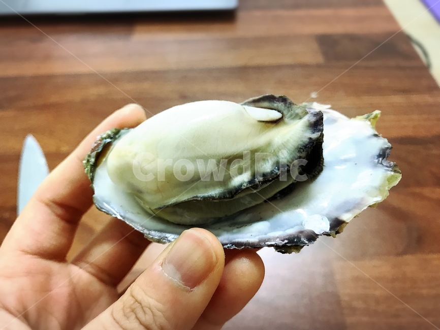 굴,석화,통통한,먹음직,건강,마그네슘,바다,우유,음식,식재료,요리,food,cook,meal,dishes,food reserves,수산물,해산물,fishery products,seafood