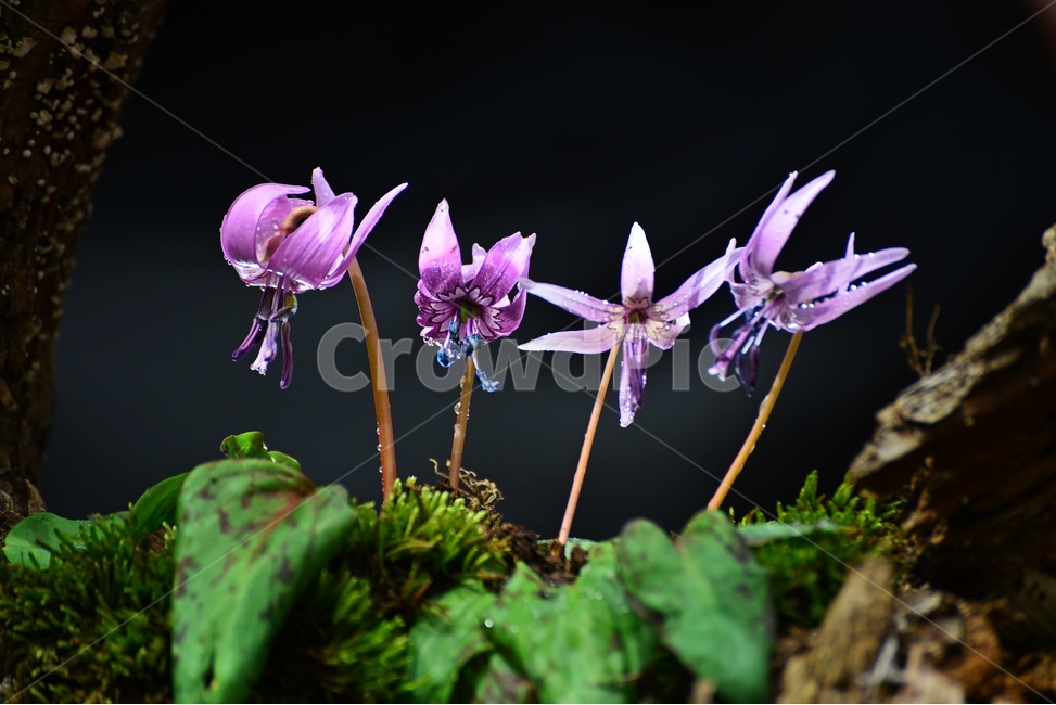 plant,식물,blossom,얼레지,얼레지꽃,보라색,야생화,자연,봄꽃,봄,flower,꽃,식물,자연,plants,nature,꽃,flower