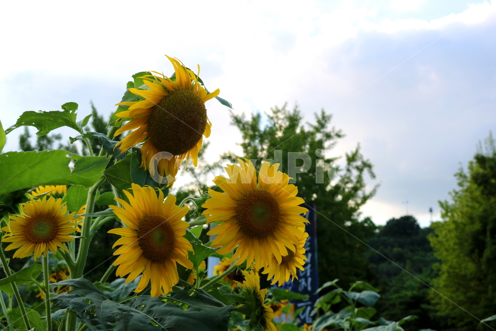 해바라기,해바라기꽃,꽃,식물,나무,씨,해바라기씨,자연,여름,계절,summer,season,식물,자연,plants,nature,꽃,flower,plant,blossom