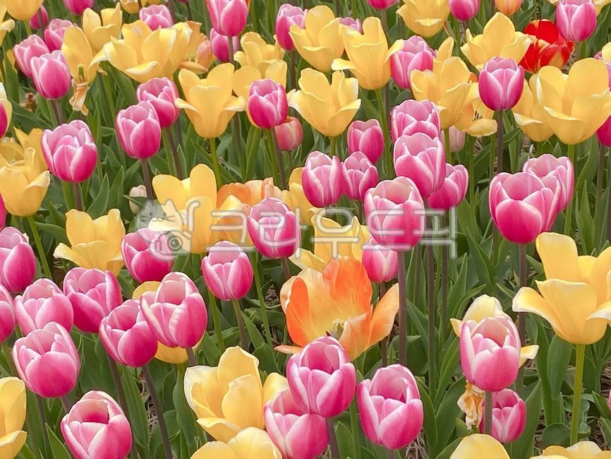 튤립,꽃,노란튤립,노란꽃,희망,flower,plant