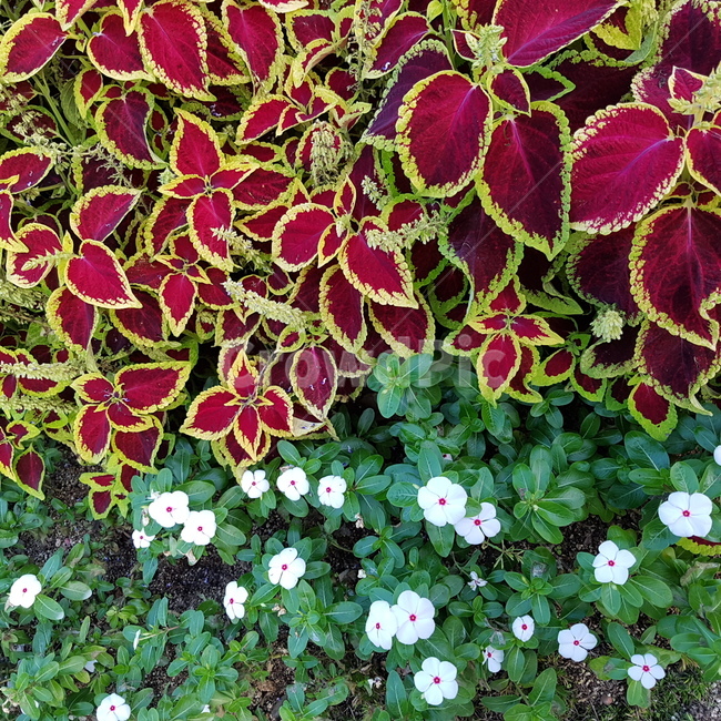 flower,꽃,plant,식물,자연