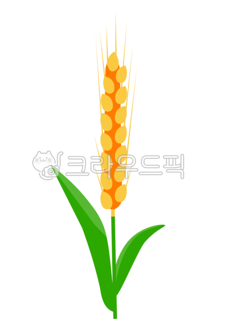 밀,밀곡물,심다,가을걷이,밀식량,잡곡,보리,곡식,곡물,밀아이콘,밀가루,소맥,밀식물,밀알,낟알